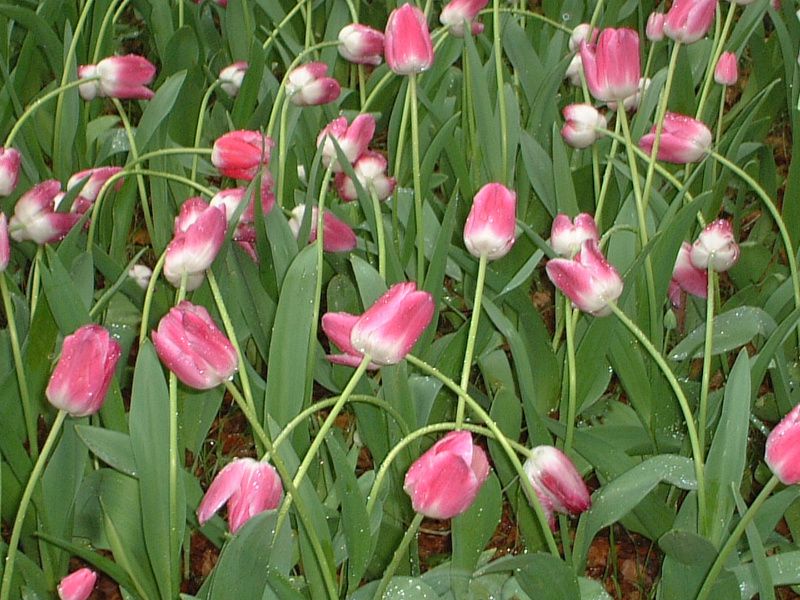 �`���[���b�v(Tulip)