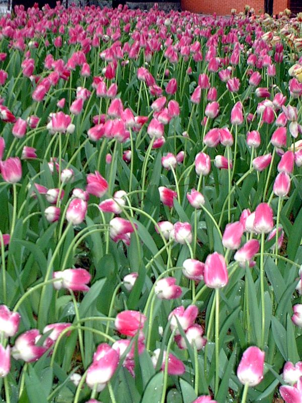 �`���[���b�v(Tulip)