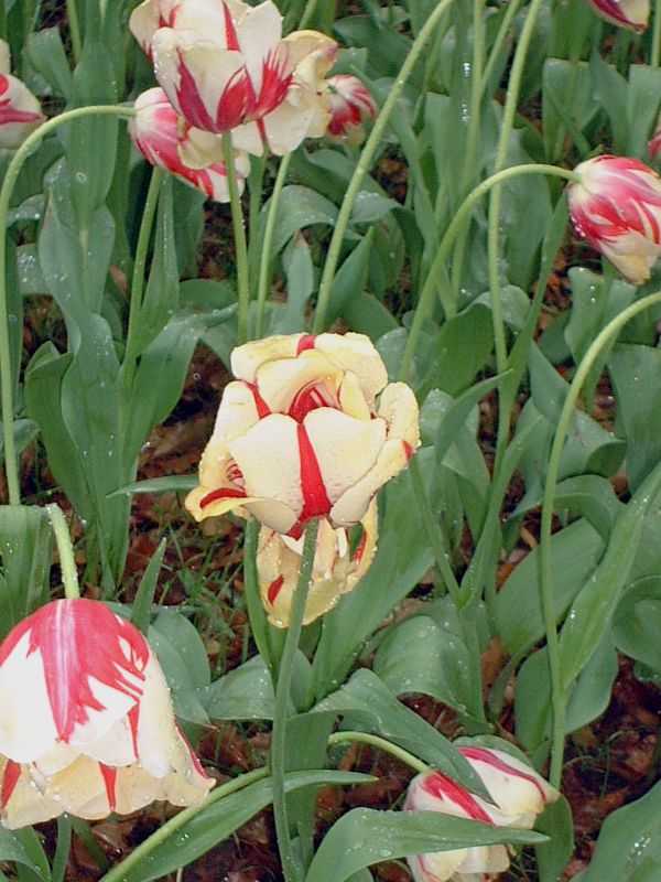 �`���[���b�v(Tulip)