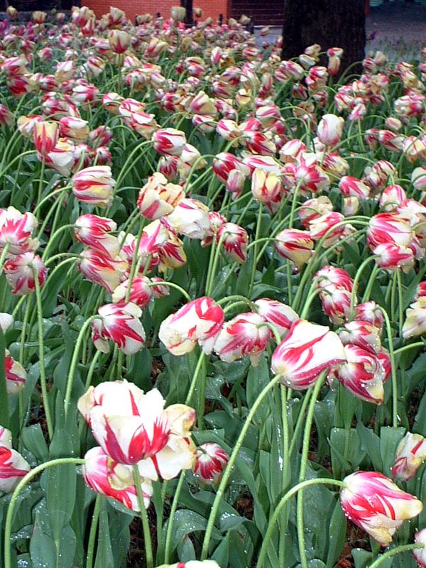 �`���[���b�v(Tulip)