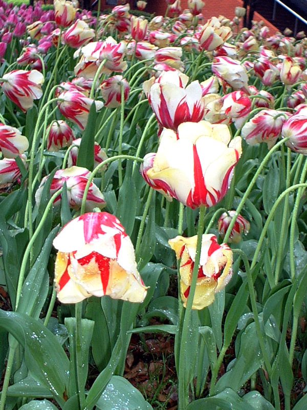 �`���[���b�v(Tulip)
