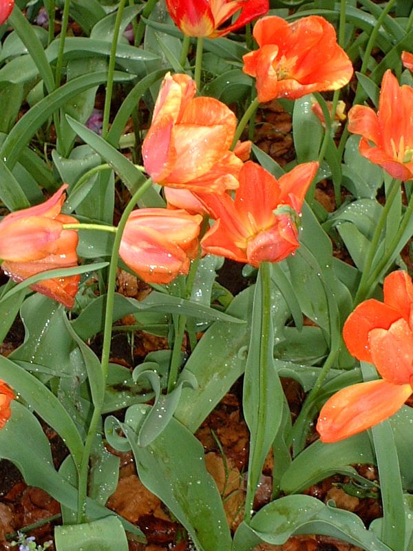 �`���[���b�v(Tulip)