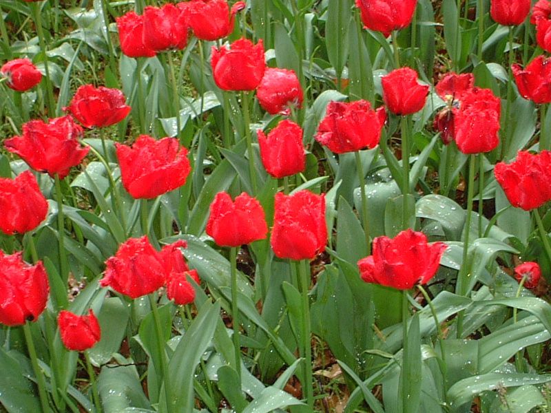�`���[���b�v(Tulip)
