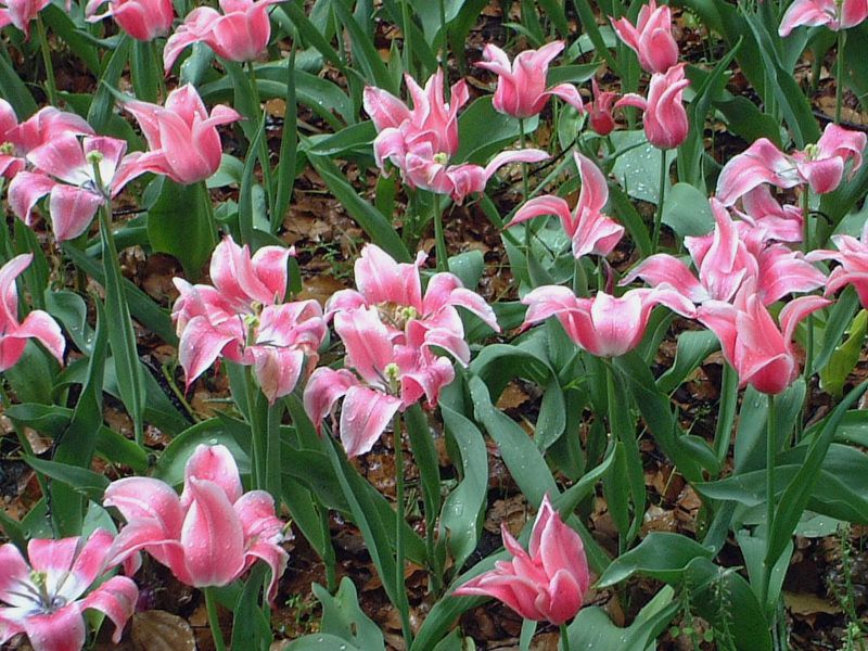 �`���[���b�v(Tulip)