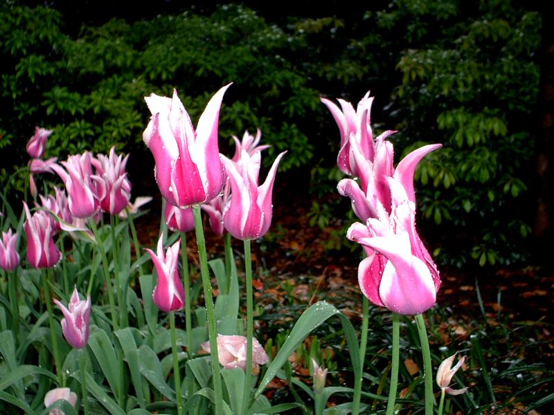 �`���[���b�v(Tulip)
