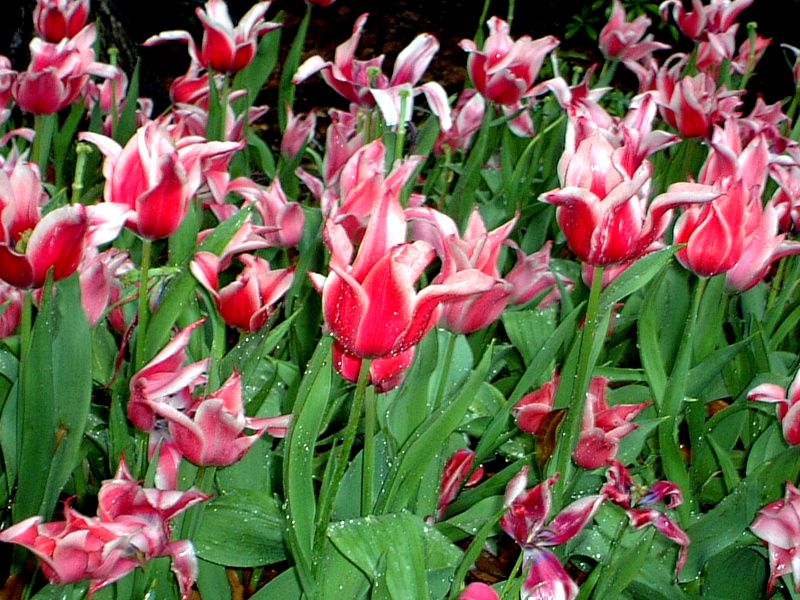 �`���[���b�v(Tulip)