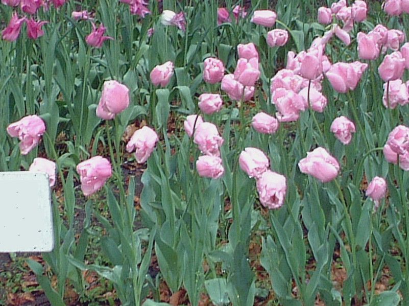 �`���[���b�v(Tulip)