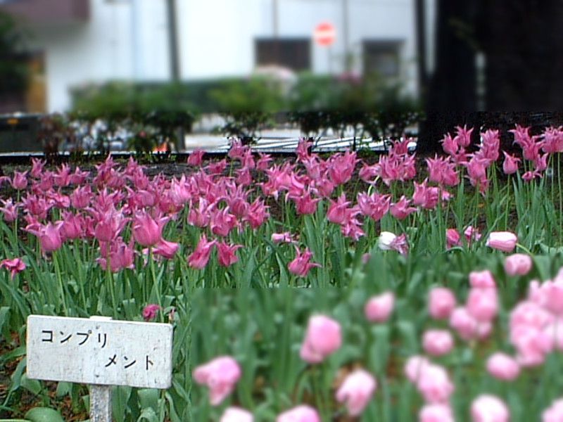 �`���[���b�v(Tulip)