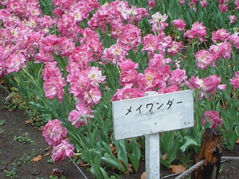 �`���[���b�v(Tulip)