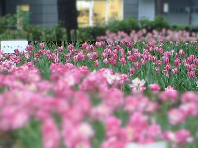 �`���[���b�v(Tulip)