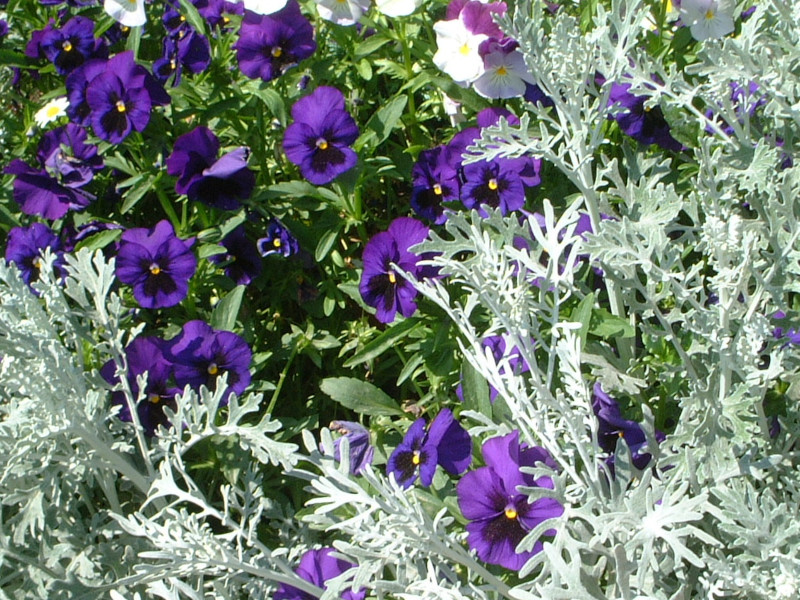 �p���W�[(Pansy)