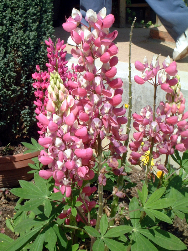 ���s�i�X(Lupinus)