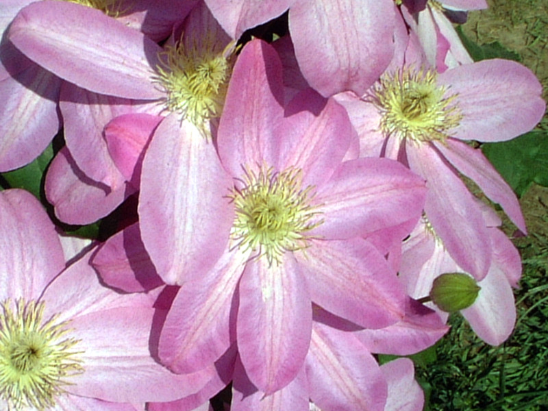 �N���}�`�X(clematis)