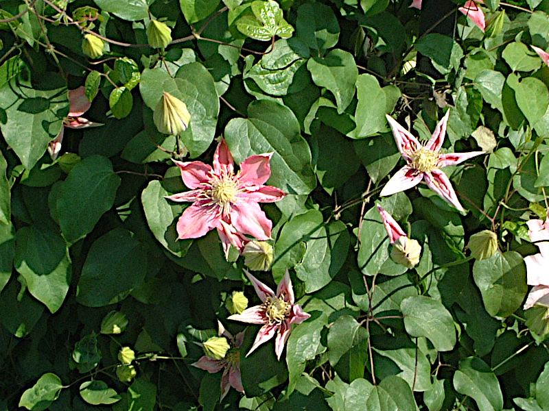 �N���}�`�X(clematis)