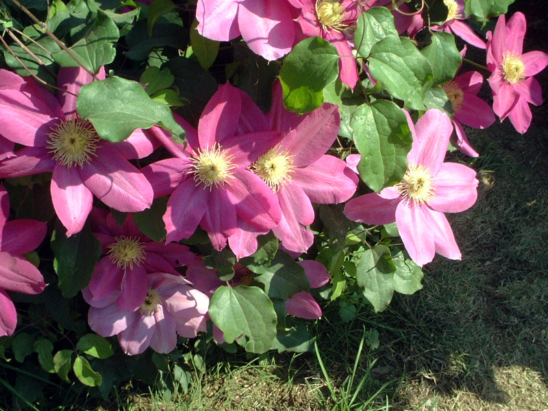 �N���}�`�X(Clematis)