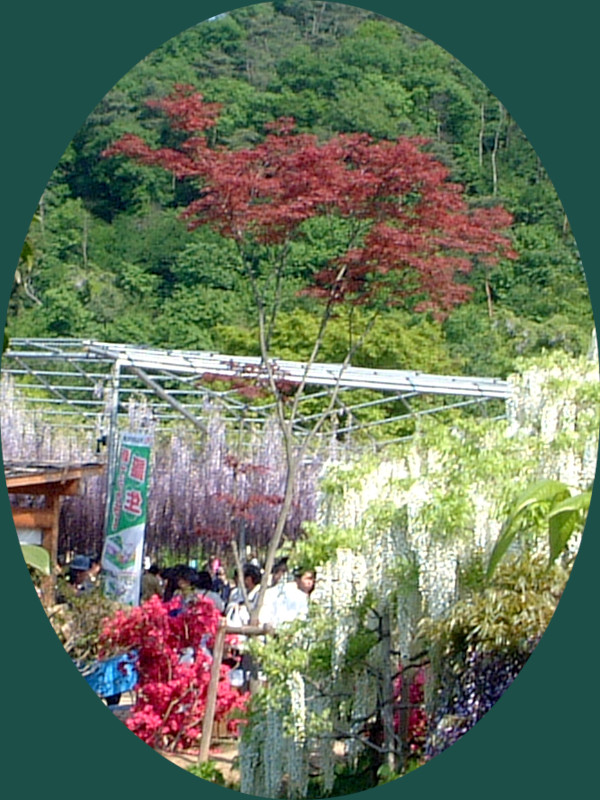 �m�����J�G�f(�쑺��)