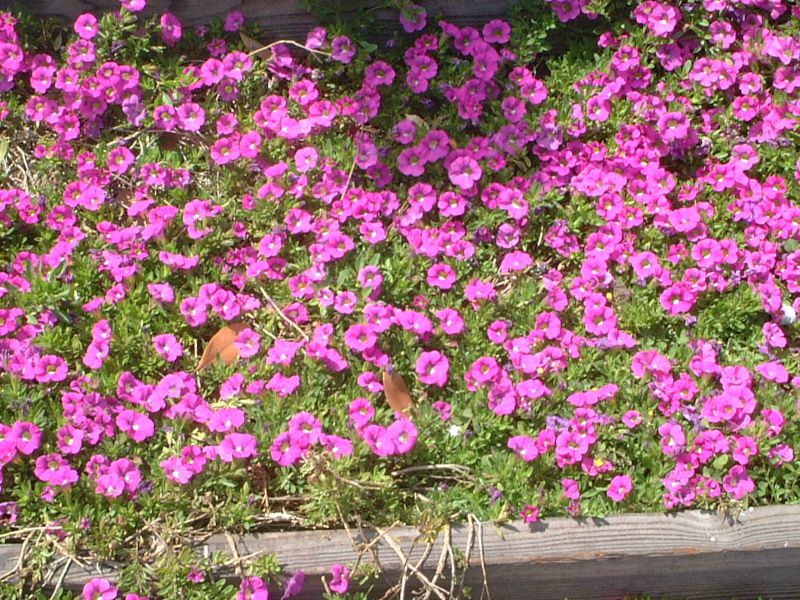 �y�`���j�A(Petunia)