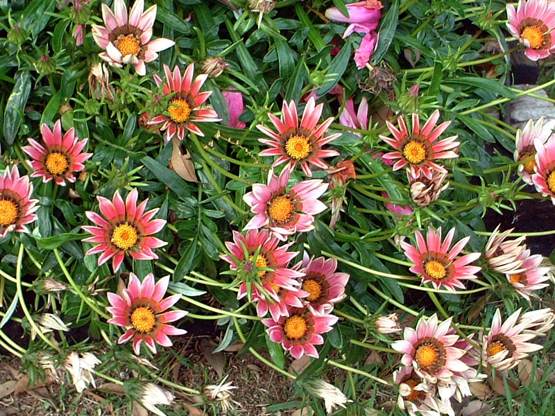 �K�U�j�A(Gazania)