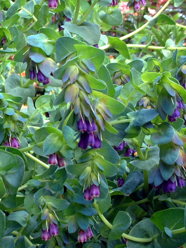 �Z�����Z(Cerinthe)