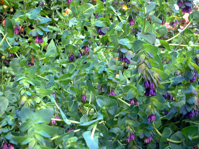 �Z�����Z(Cerinthe)