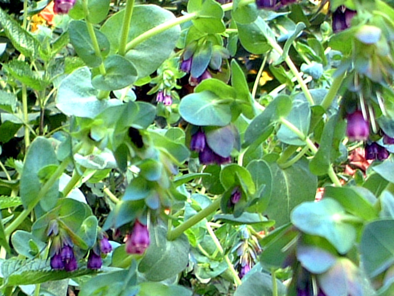 �Z�����Z(Cerinthe)
