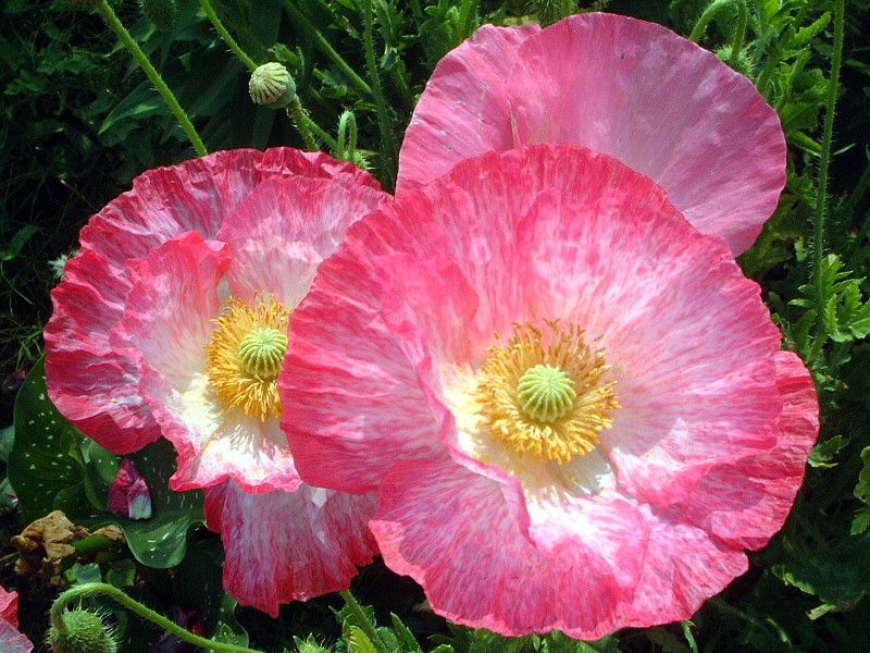 �A�C�X�����h�|�s�[(Iceland Poppy)