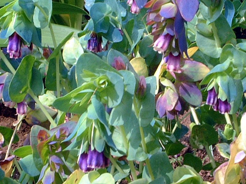 �Z�����Z(Cerinthe)
