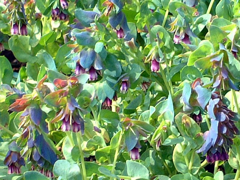 �Z�����Z(Cerinthe)
