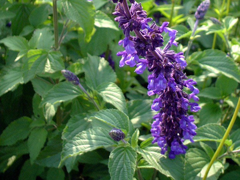 �u���[�T���r�A(Blue salvia)