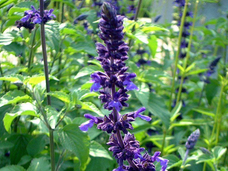 �u���[�T���r�A(Blue salvia)