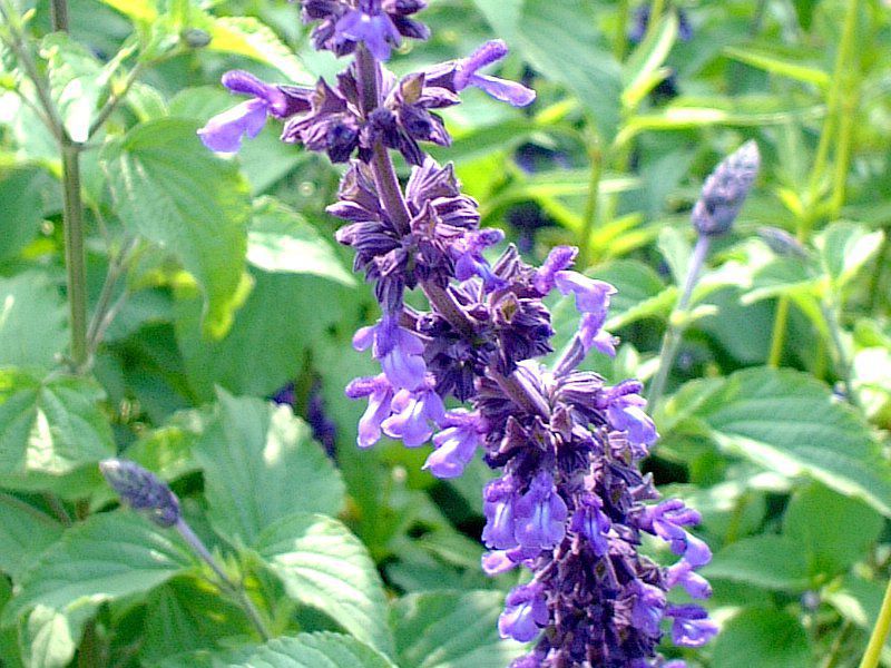 �u���[�T���r�A(Blue salvia)