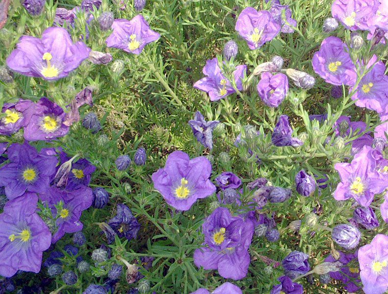 �j�[�����x���M�A
