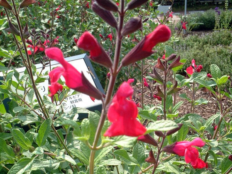 �`�F���[�Z�[�W(Cherry Sage)