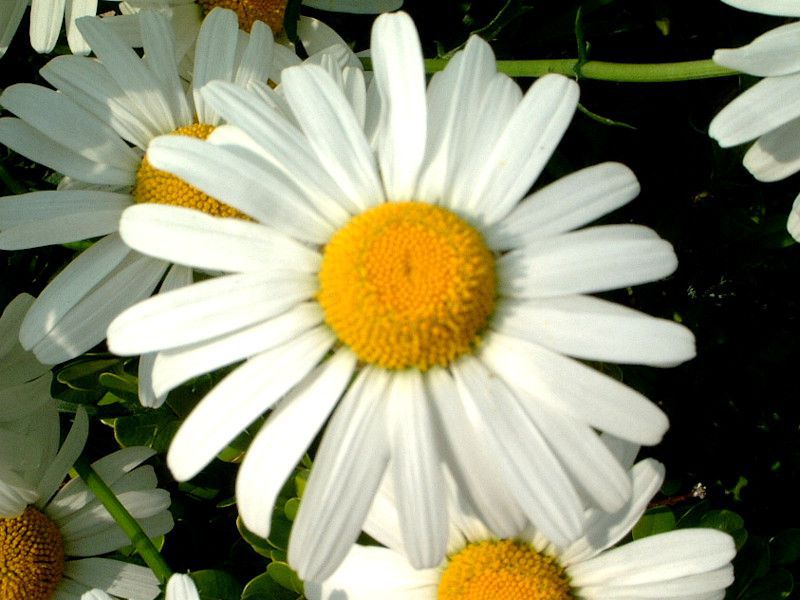�}�[�K���b�g�iMarguerite�j