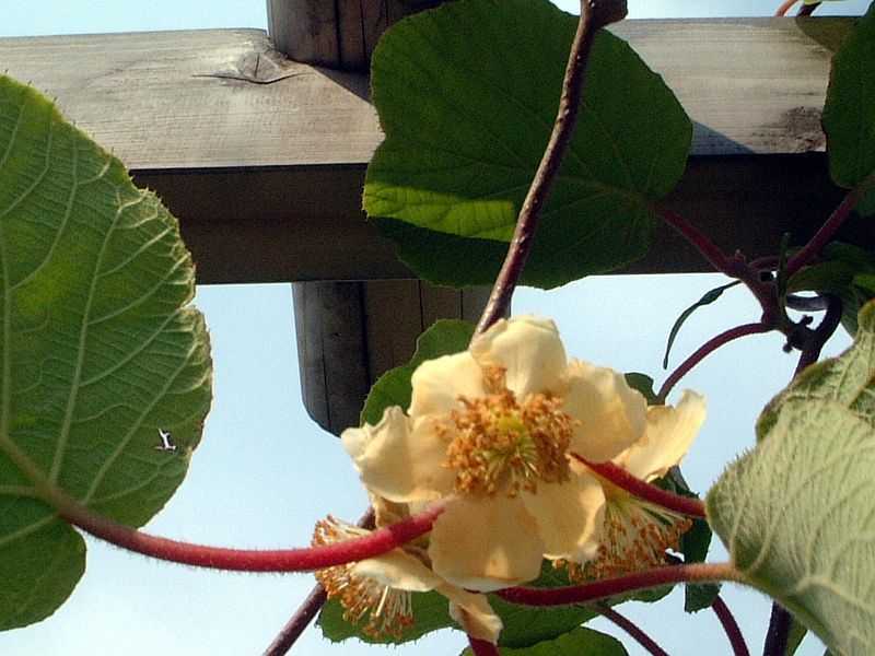 �L�E�C(Kiwi)