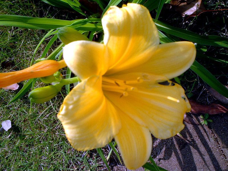 �w�����J���X<br>�iHemerocallis�j