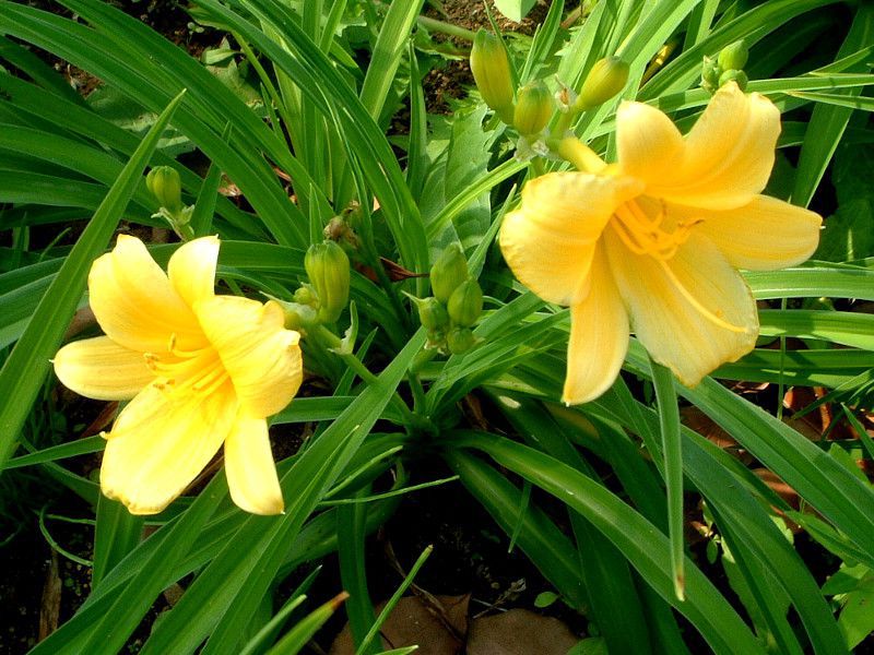 �w�����J���X(Hemerocallis)
