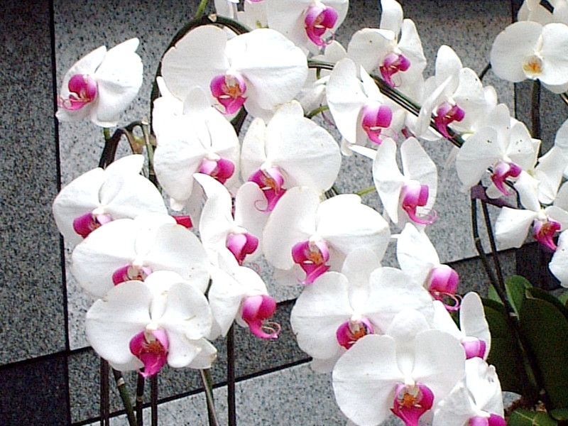 �R�`���E����(�Ӓ���)