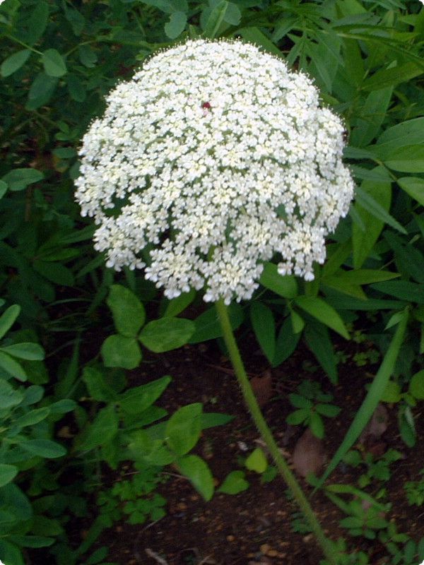 �m���j���W��
