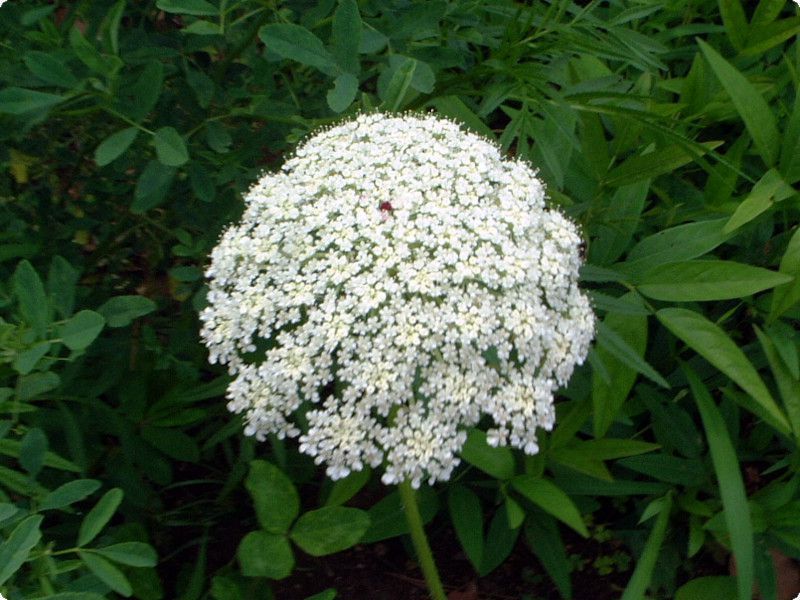 �m���j���W��