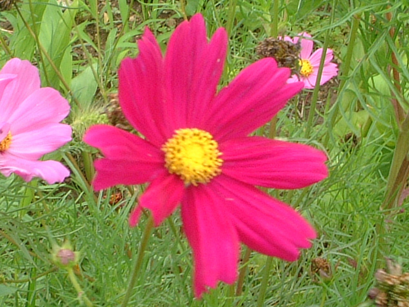 �R�X���X(Cosmos)