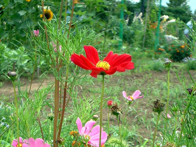 �R�X���X(Cosmos)