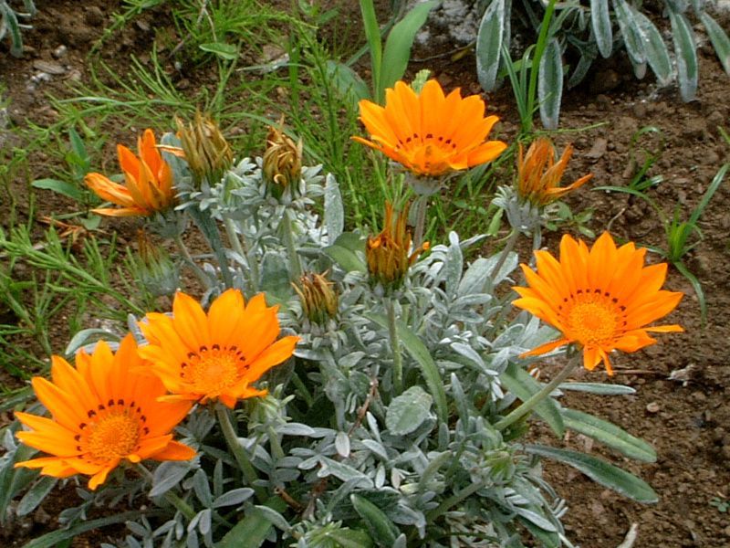 �K�U�j�A(Gazania)