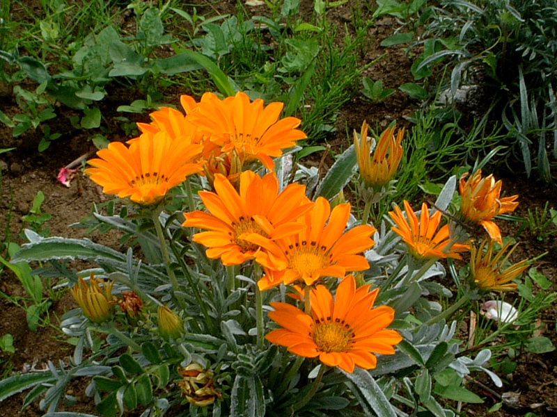 �K�U�j�A(Gazania)