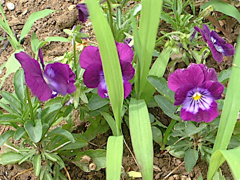 �p���W�[(Pansy)
