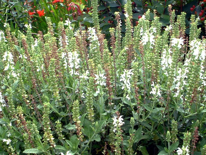 �A�K�X�^�[�V�F�iAgastache�j 
