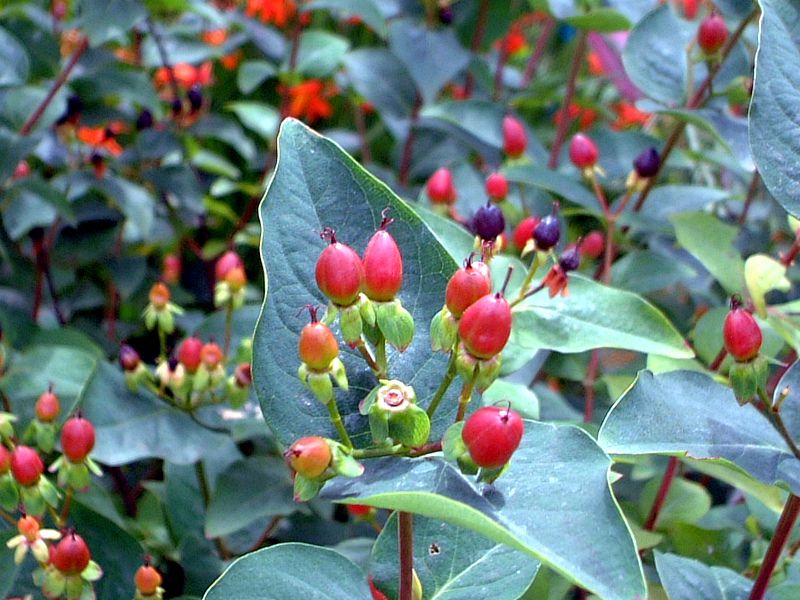 �q�y���J��(Hypericum)