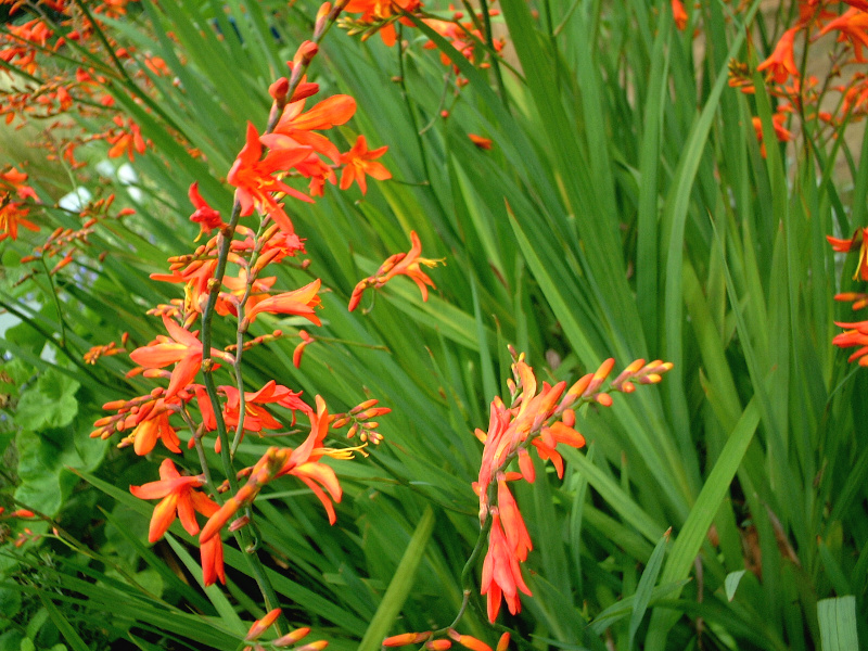 �N���R�X�~�A(Crocosmia)