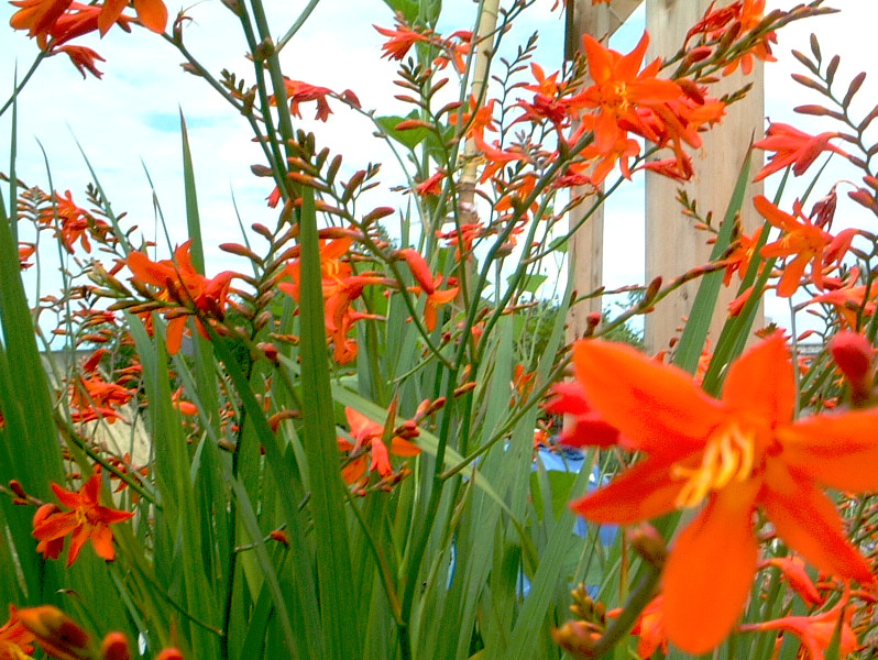 �N���R�X�~�A(Crocosmia)