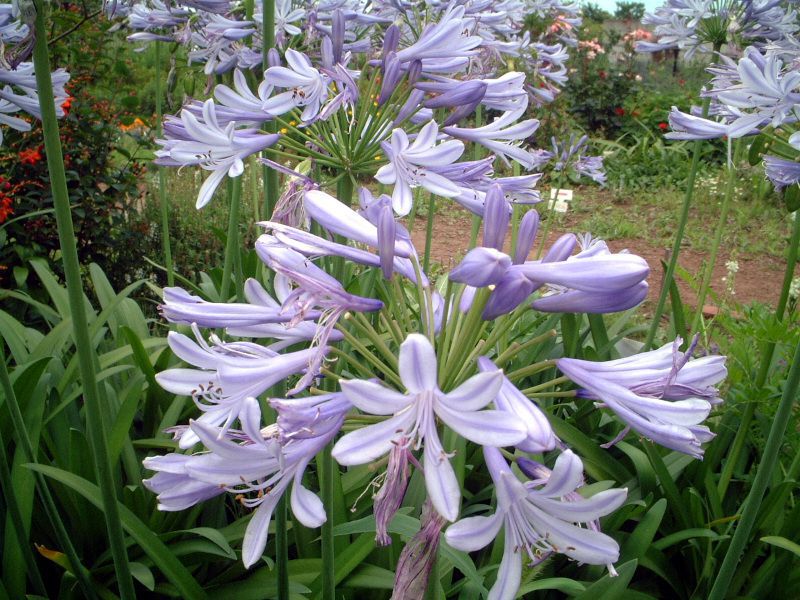 �A�K�p���T�X(Agapanthus)